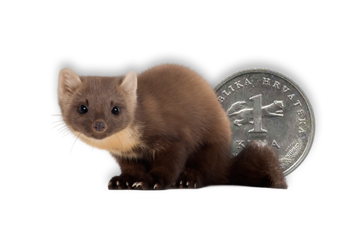 Invitation Summer Fancy Food 2019